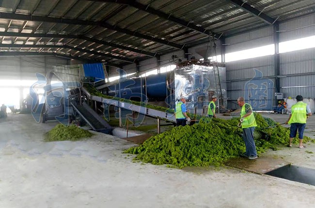 滸苔烘干機如何把滸苔苔蘚變廢為寶？